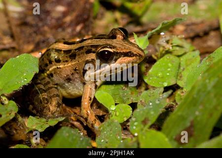 Grenouille-fusée Mascarene, Ptychadena, mascareniensis, de Madagascar Banque D'Images