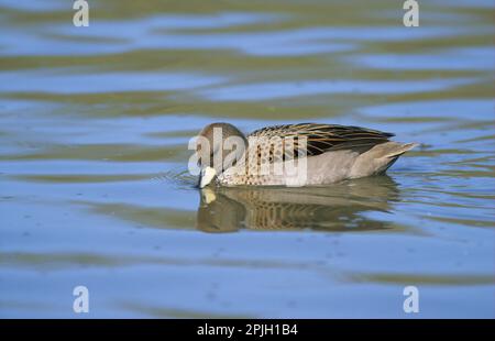 Sarcelle d'Amérique du Sud Sarcelle Sarcelle, canards, oiseaux d'oie, animaux, oiseaux, Sarcelle mouchetée (Anas flavirostris oxyptera) sous-espèce de Sarcelle ailé Banque D'Images