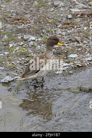 Sarcelle d'Amérique du Sud Sarcelle Sarcelle, canards, oies, animaux, oiseaux, Sarcelle mouchetée (Anas flavirostris oxyptera) mâle adulte, debout au bord du puna Banque D'Images