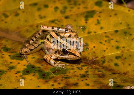 Mascarene Rocket Frog, Ptychadena mascareniensis de Madagascar Banque D'Images