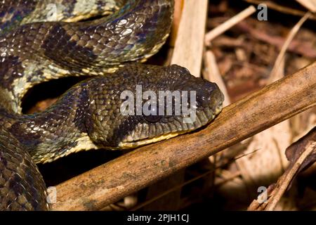 Boa tête de chien de Madagascar, boa arbre de madagascar (Boa manditra), serpent tête de chien de Madagascar, autres animaux, reptiles, serpents, Animaux, arbre de Madagascar Banque D'Images