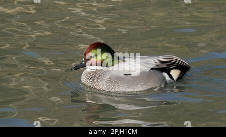 Faucon Duck (Anas falcata) adulte mâle, natation (en captivité) Banque D'Images