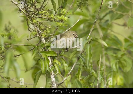 Petit arbre finch (Camarhynchus parvulus), Darwinfinch, Darwinfinches, Tangars, oiseaux chanteurs, Animaux, oiseaux, petits arbres-finch adulte, bec étalé Banque D'Images