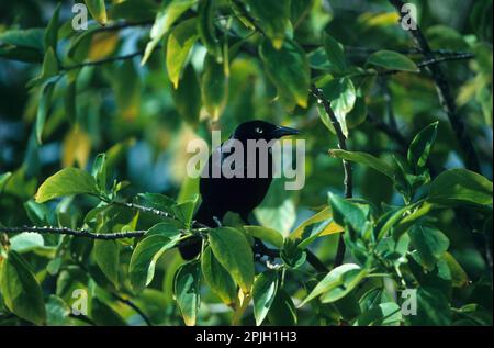 Carib Grackle, Carib Grackle, oiseaux chanteurs, animaux, oiseaux, Carib Grackle (Quiscalus lugubris) oiseau floquant audacieux, Sainte-Lucie, WI Banque D'Images