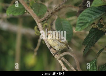 Papules d'arbres de taille moyenne (Camarhynchus pauper), Darwin Finch, Darwin Finches, Tanger, oiseaux chanteurs, Animaux, oiseaux, arbre moyen Floreana, Galapagos Banque D'Images