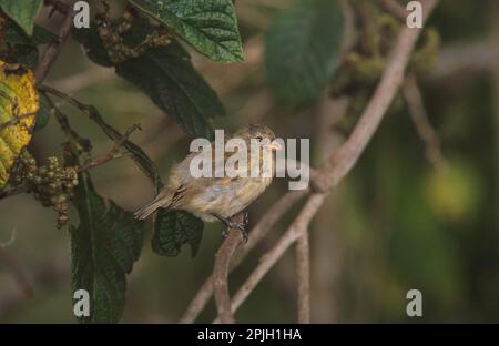 Papules d'arbres de taille moyenne (Camarhynchus pauper), Darwin Finch, Darwin Finches, Tanger, oiseaux chanteurs, Animaux, oiseaux, arbre moyen Floreana, Galapagos Banque D'Images
