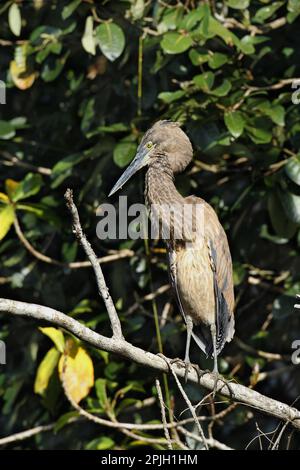 Héron à bec large (Ardea sumatrana) immature, debout sur la branche, Daintree River, Daintree N. P. Queensland, Australie Banque D'Images