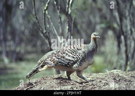 Malleefowl, poulet thermomètre, poulet à grandes pieds, poulets à grandes pieds, oiseaux de poulet, Animaux, oiseaux, Mallee Fowl (Leipoa ocellata) debout Banque D'Images