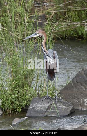 Goliath Heron (Ardea goliath) adulte, debout sur la roche de la rivière, Kruger N. P. Great Limpopo Transfrontidate Park, Afrique du Sud Banque D'Images