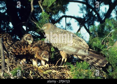 Harrier tacheté (Circus assimilis), Harriers tachetés, oiseaux de proie, animaux, oiseaux, Un Harrier tacheté au nid avec trois jeunes dans l'arbre Banque D'Images
