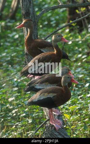 Canard sifflant d'automne, oie sifflante d'automne, oie sifflante à bec rouge, canards sifflants d'automne, oies sifflantes d'automne, sifflement à facturation rouge Banque D'Images