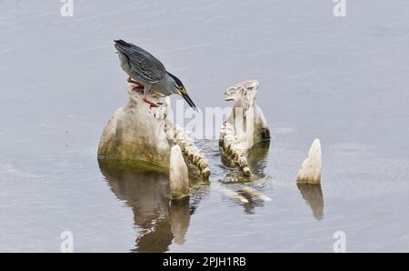 Héron strié (Butorides striatus) adulte, se nourrissant du crâne d'Hippopotamus (Hippopotamus amphibius) dans l'eau, Kruger N. P. Great Limpopo Banque D'Images
