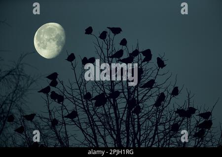 Jackdaw (Corvus monedula) flock, roosting dans l'arbre la nuit avec la lune, Angleterre, Royaume-Uni Banque D'Images