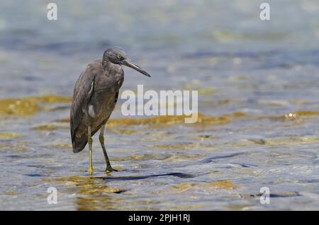 Héron du récif est du pacifique (Egretta sacra) de forme sombre, adulte, debout en eau peu profonde sur la côte de Coral Cay, Green Island, Grande barrière de corail Banque D'Images