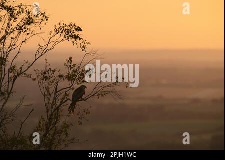 Cerf-volant (Milvus milvus) adulte, perché dans un arbre, silhoueted au coucher du soleil, Chilterns, Buckinghamshire, Angleterre, Royaume-Uni Banque D'Images