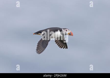 Puffin (Fratercula arctica) adulte, plumes reproductrices, en vol, Noss, îles Shetland, Écosse, Royaume-Uni Banque D'Images