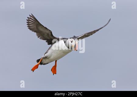 Puffin (Fratercula arctica) adulte, plumes reproductrices, en vol, Noss, îles Shetland, Écosse, Royaume-Uni Banque D'Images