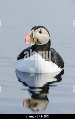 Puffin (Fratercula arctica) adulte, plumage de reproduction, baignade dans la mer, île Flatey, Islande Banque D'Images