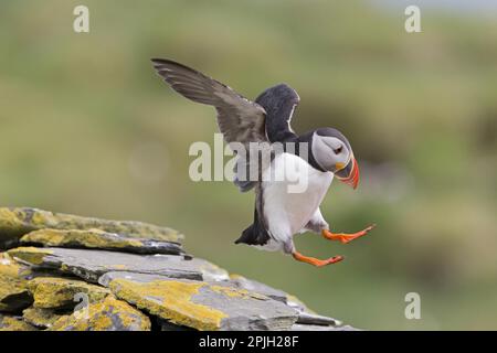 Atlantic Puffin (Fratercula arctica) adulte, plumage reproducteur, en vol, atterrissage sur un mur de pierre sèche, Noss, îles Shetland, Écosse, Royaume-Uni Banque D'Images