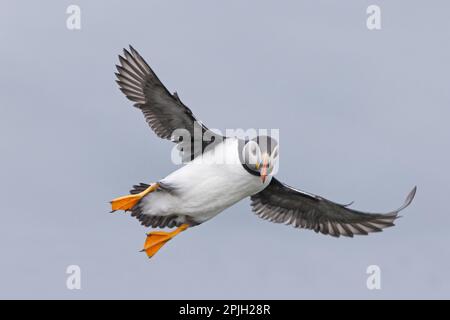 Puffin (Fratercula arctica) adulte, plumes reproductrices, en vol, Noss, îles Shetland, Écosse, Royaume-Uni Banque D'Images