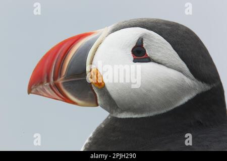 Puffin de l'Atlantique (Fratercula arctica) adulte, plumage reproductrice, gros plan de la tête, Latrabjarg, Islande Banque D'Images