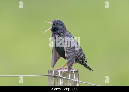 Étoiles communes (Sturnus vulgaris zetlandicus) race Shetland, mâle adulte, plumage de reproduction, chant et exposition, debout en poste, Shetland Banque D'Images