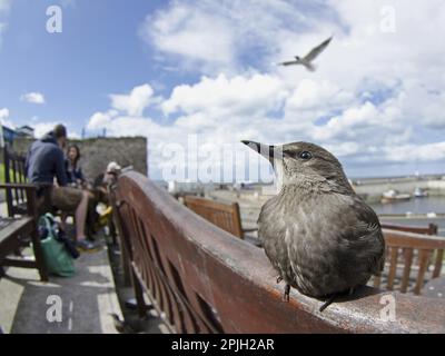 Jeune Starling commun (Sturnus vulgaris), perché sur un banc près des touristes dans l'habitat du village côtier, Seahouses, Northumberland, Angleterre, United Banque D'Images