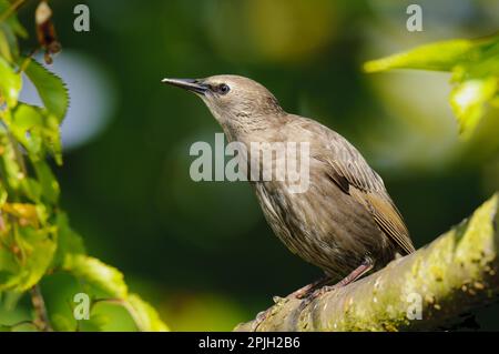 Jeune starling commun juvénile (Sturnus vulgaris), à part récente, sur une branche d'un cerisier ornemental dans le jardin, Thirsk, North Yorkshire Banque D'Images