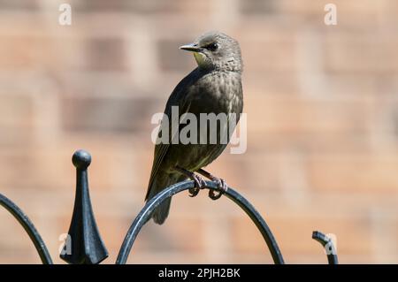 Jeunes jeunes jeunes étoiles (Sturnus vulgaris), nouvellement à part, assis au-dessus d'un mangeoire à oiseaux dans le jardin, Thirsk, North Yorkshire, Angleterre Banque D'Images