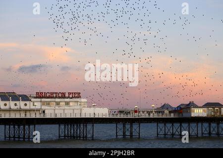 Esturling commun (Sturnus vulgaris), en vol au-dessus de la mer, congrégant sur la roôte au coucher du soleil, Brighton Pier, Brighton, East Sussex, Angleterre Banque D'Images