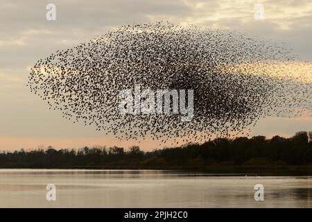 Esturling commun (Sturnus vulgaris), au crépuscule dans un survol dormant, Aqualate Mere, Réserve naturelle nationale d'Aqualate, Staffordshire, Angleterre Banque D'Images