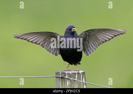 Étoiles communes (Sturnus vulgaris zetlandicus) race Shetland, mâle adulte, plumage de reproduction, chant et exposition, debout en poste, Shetland Banque D'Images