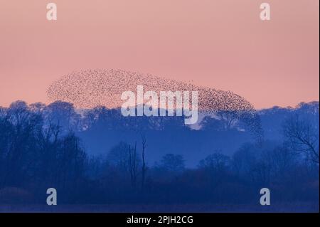 Esturling commun (Sturnus vulgaris), au crépuscule dans un survol dormant, Aqualate Mere, Réserve naturelle nationale d'Aqualate, Staffordshire, Angleterre Banque D'Images