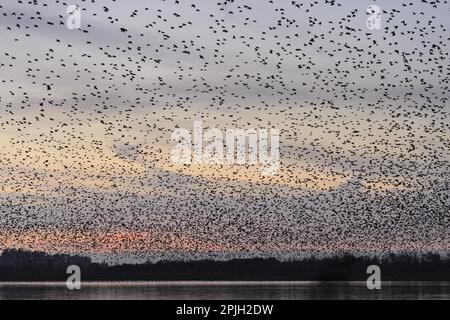 Esturling commun (Sturnus vulgaris), au crépuscule dans un survol dormant, Aqualate Mere, Réserve naturelle nationale d'Aqualate, Staffordshire, Angleterre Banque D'Images