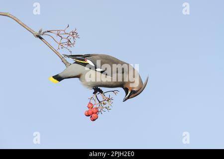 Waxwing bohème bohème (Bombycilla garrulus) adulte, se nourrissant sur la baie de rowan européen (Sorbus aucuparia), Lichfield, Staffordshire, Angleterre, United Banque D'Images