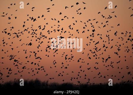 Rook (Corvus frugilegus) et Jackdaw (Corvus monedula), en vol, en arrivant à la roôte, silhoueted au coucher du soleil, Norfolk, Angleterre, United Banque D'Images