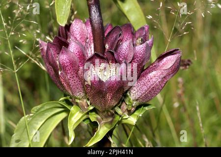 Brown (gentiane Gentiana pannonica) Banque D'Images