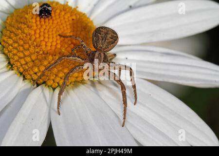 CrabSpider (Xysticus cristatus) Banque D'Images