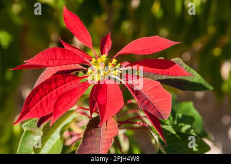 Poinsettia ou étoile de Noël (Euphorbia pulcherrima) Banque D'Images