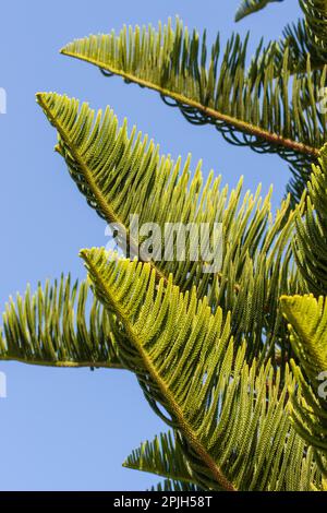 Norfolk Island Pine, Araucaria heterophylla Banque D'Images