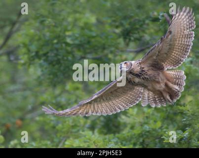 Grand Owl (Bubo bubo) Banque D'Images