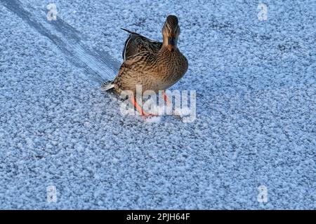 Mallard, femelle sur glace Banque D'Images