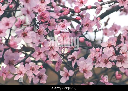 Des fleurs de cerise ou de pomme. Fleur de Sakura. Banque D'Images