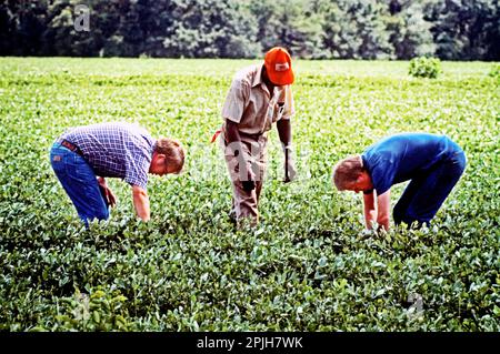 Le président Jimmy Carter et son frère Billy Carter sont rejoint par un fermier qu'ils évaluent leur récolte d'arachide d'été. Les carter propre étendues de terres agricoles autour de Plains, Géorgie, ainsi qu'un entrepôt d'arachides dans cette ville, bien que le président du fonds sont détenus dans une fiducie sans droit de regard durant sa présidence. - Pour acheter cette image, cliquez sur le panier ci-dessous - Banque D'Images