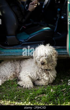 Le chien repose sous la voiture sur de l'herbe verte. Grand chien, coolé royal, repose sur le sol pendant l'arrêt de voyage. Orientation verticale. Banque D'Images