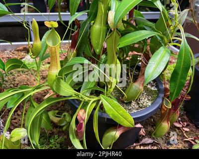 Belle plante de pichet en pot qui pousse en serre Banque D'Images