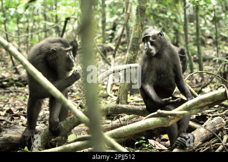 Deux individus de la macaque à crête noire de Sulawesi (Macaca nigra) montrent une expression faciale et un geste vers l'un l'autre dans la réserve naturelle de Tangkoko, au nord de Sulawesi, en Indonésie. Un visage « neutre » (visage sans mouvement) chez les primates communique encore quelque chose, en particulier lorsque le visage est placé comme un composant dans les signaux multicomposants, selon une équipe de scientifiques primates dirigée par Bridget M. Waller (Département de psychologie, Université Nottingham Trent, Nottingham, Royaume-Uni) Dans leur document de recherche publié en ligne pour la première fois en janvier 2022 par l'International Journal of Primatologie. Banque D'Images