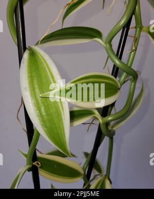 Gros plan sur les feuilles blanches et vertes de l'orchidée de vanille planifolia Banque D'Images