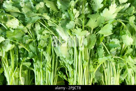 Feuilles vertes de persil, gros plan. Fond de texture de persil frais Banque D'Images