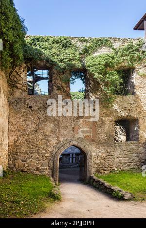 Mur surcultivé avec des plantes dans le château médiéval de Chojnik en Pologne Banque D'Images